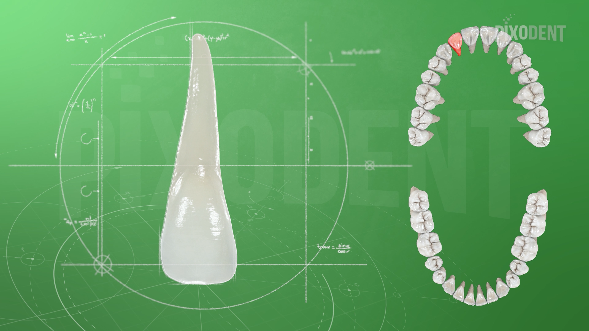 Morphology 12