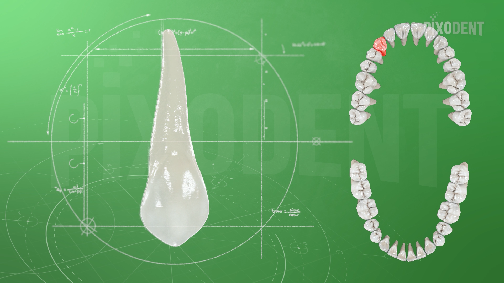Morphology 13