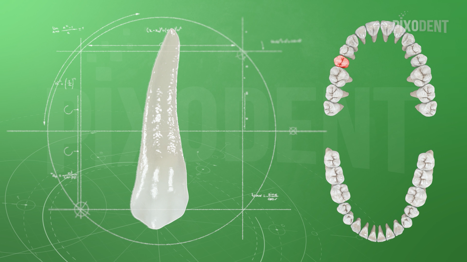 Morphology 15