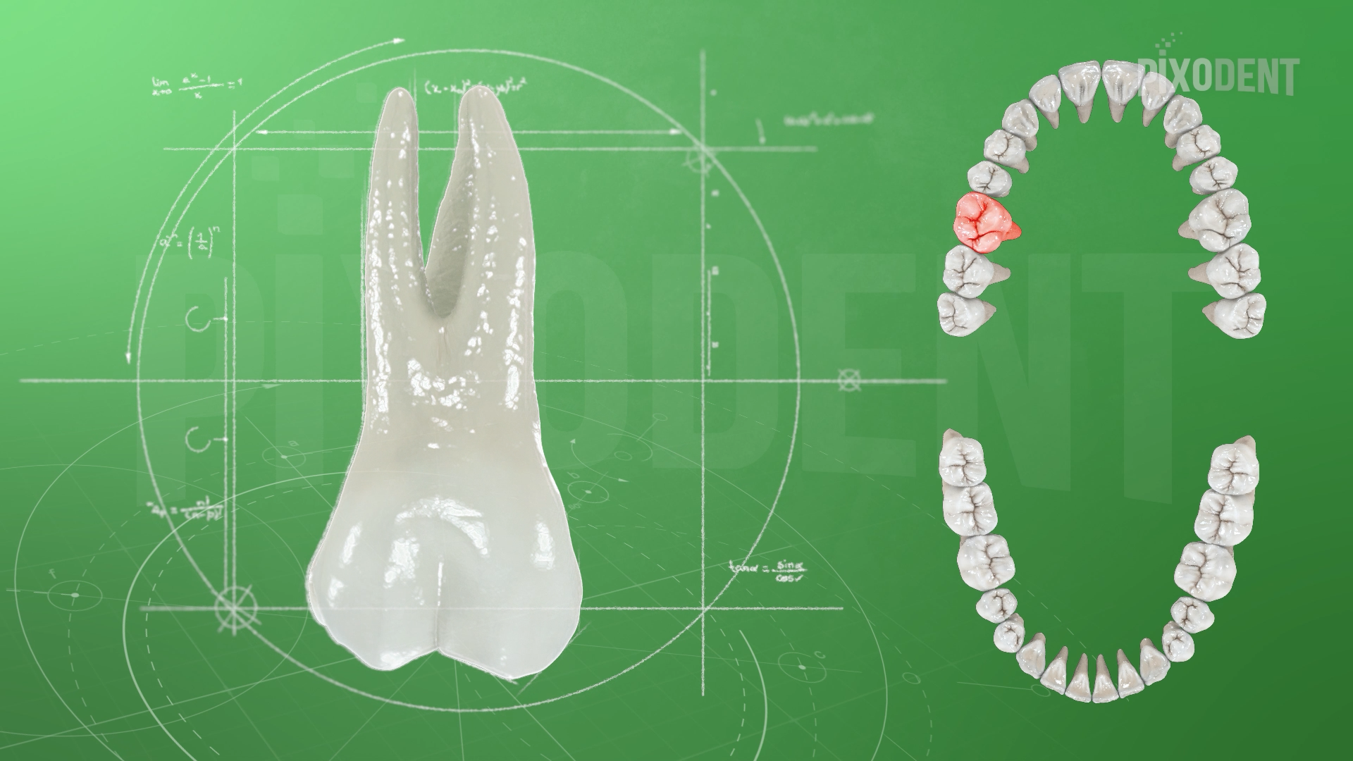 Morphology 16
