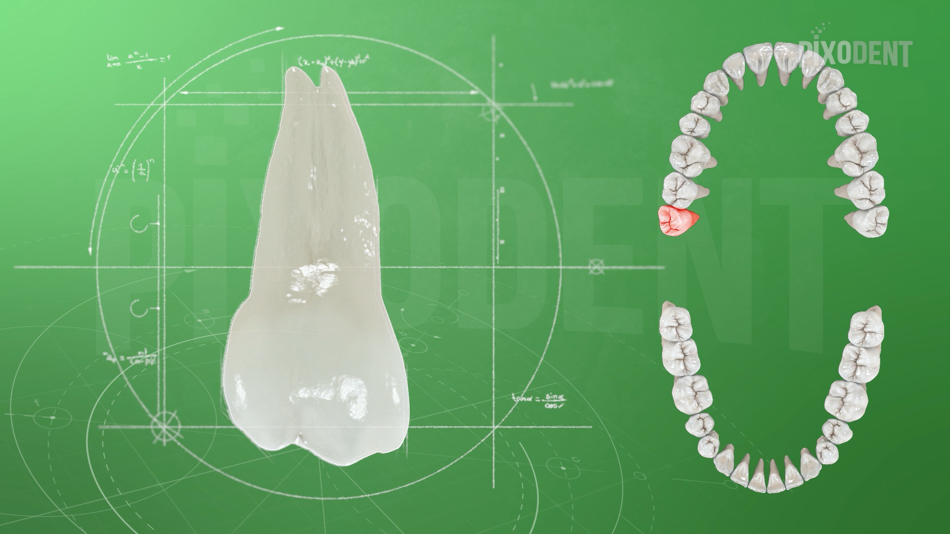 Morphology 18
