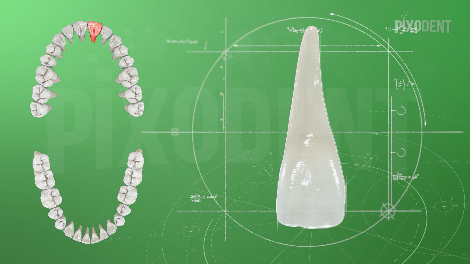 Morphology