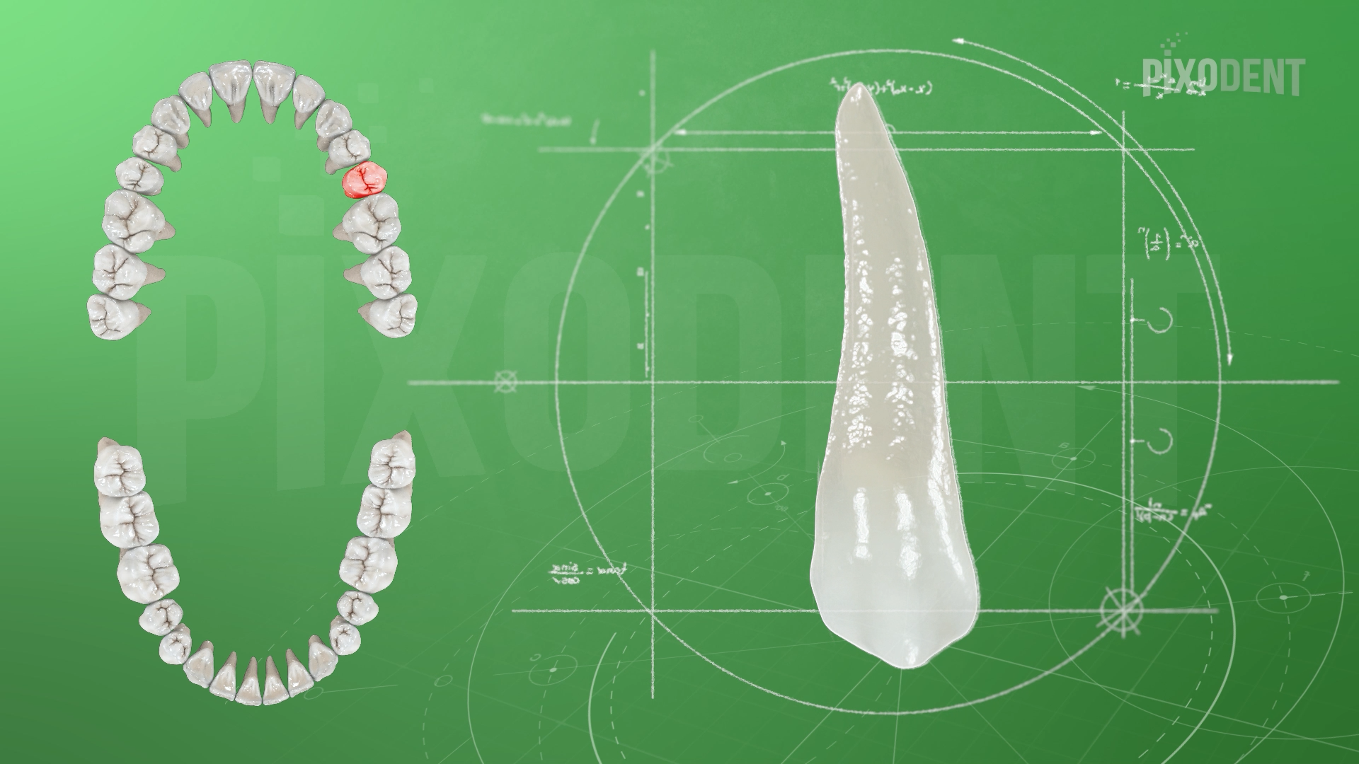 Morphology