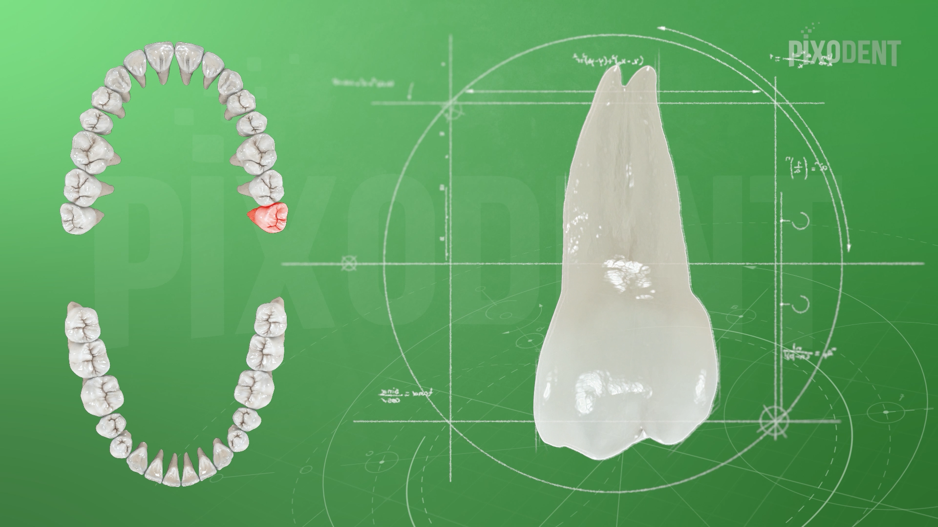 Morphology