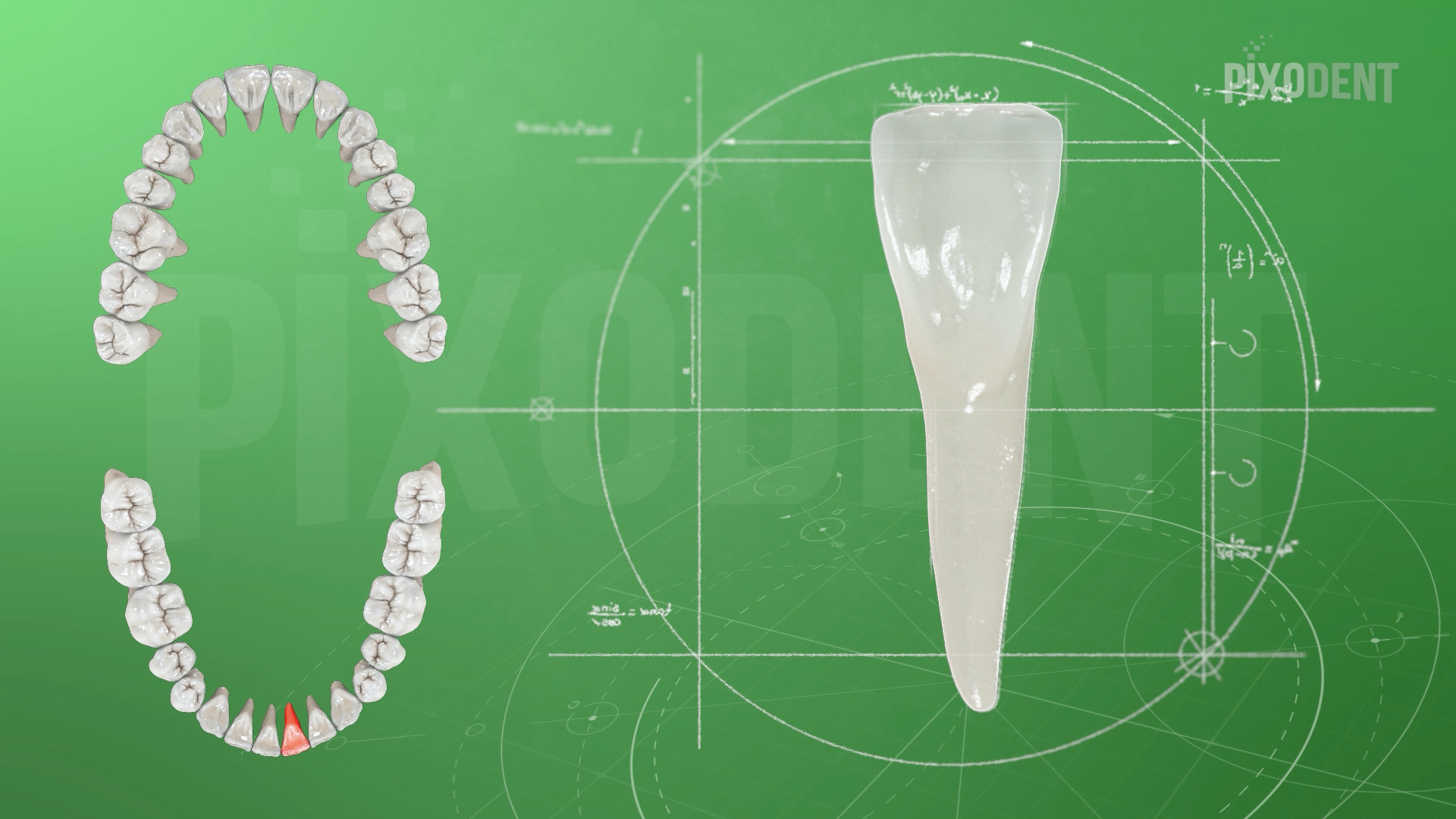Morphology 31