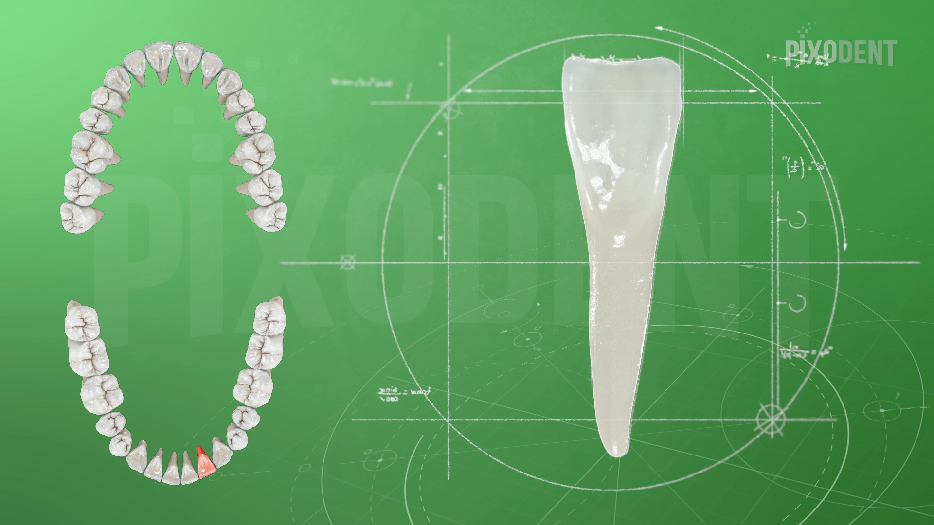 Morphology 32