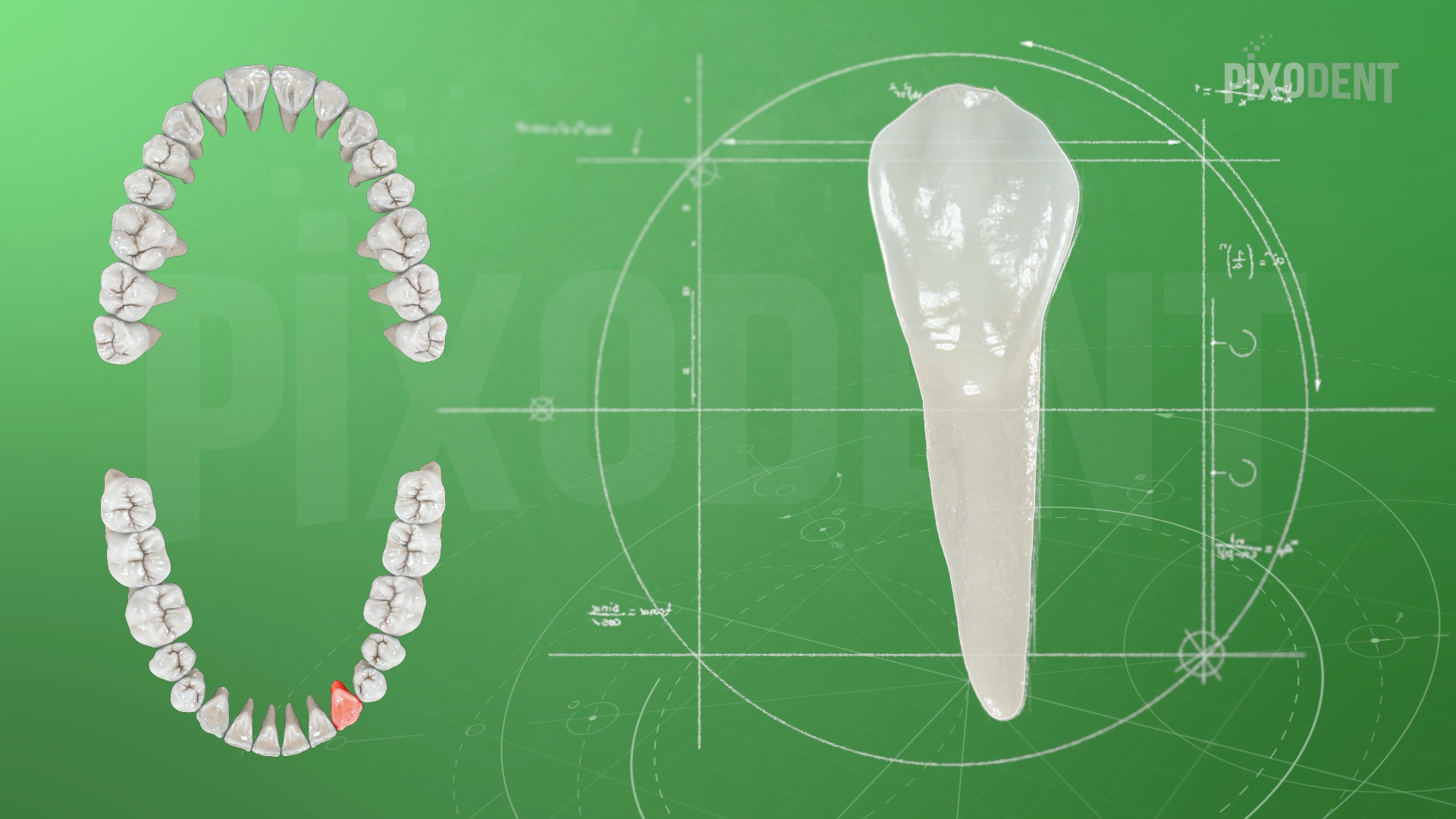 Morphology 33