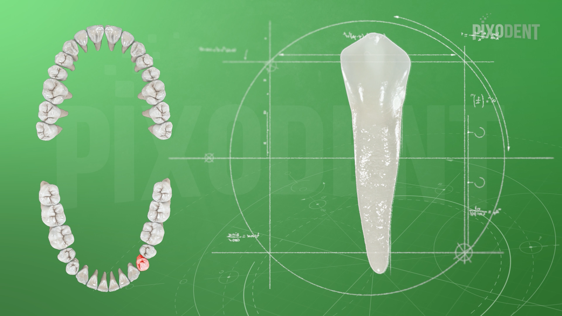 Morphology