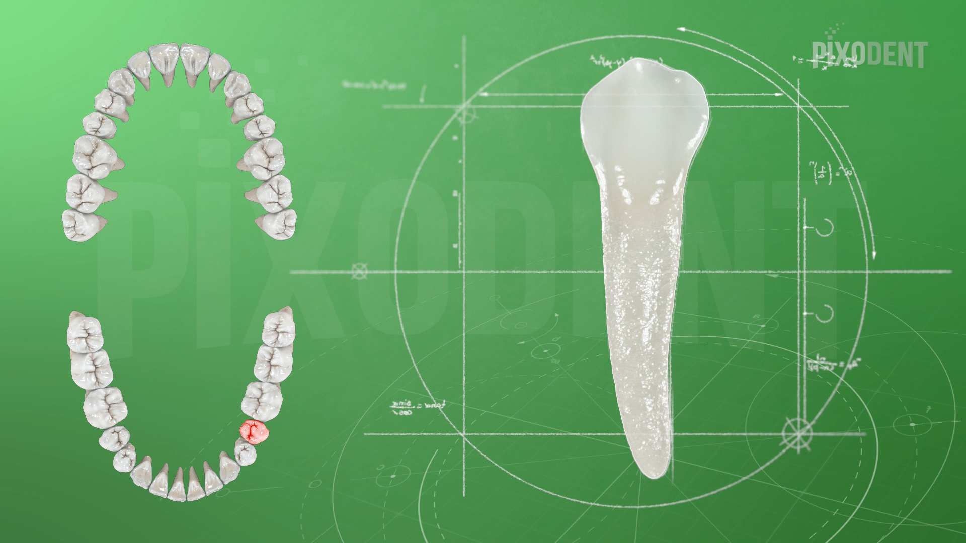Morphology