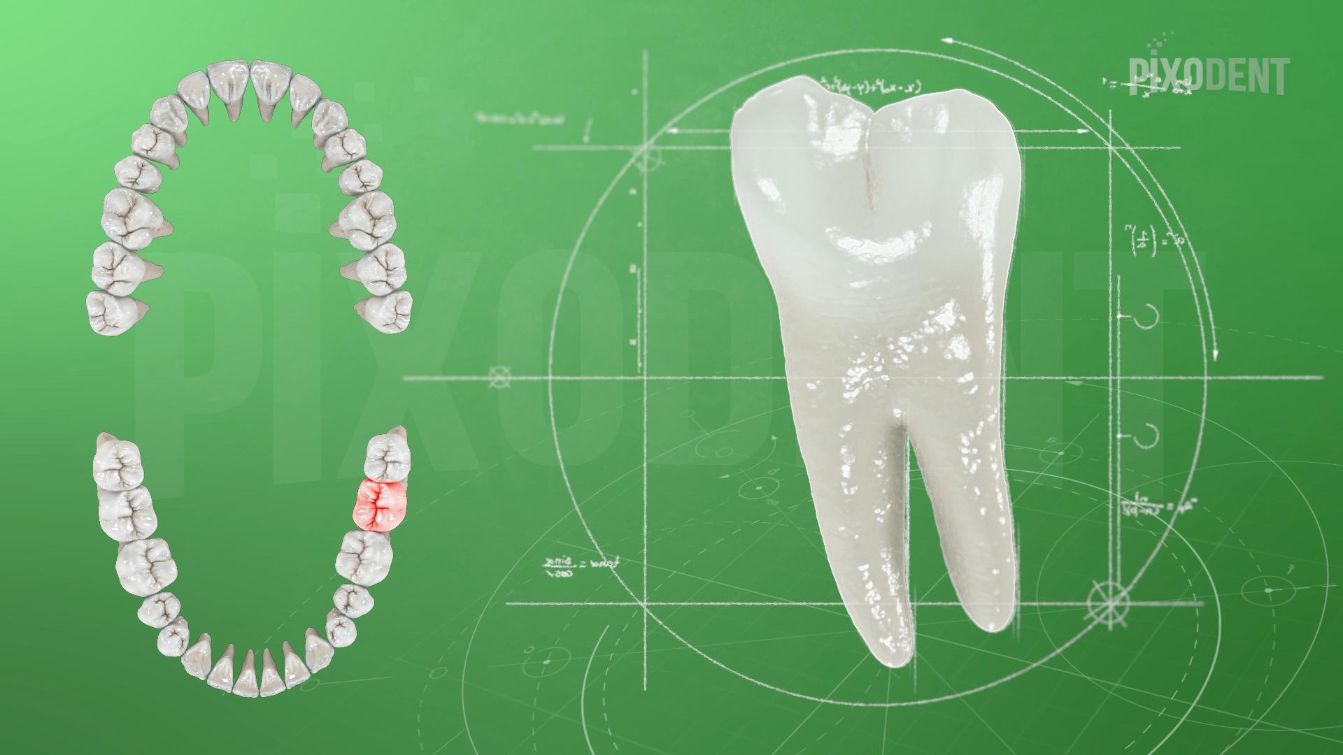Morphology 37