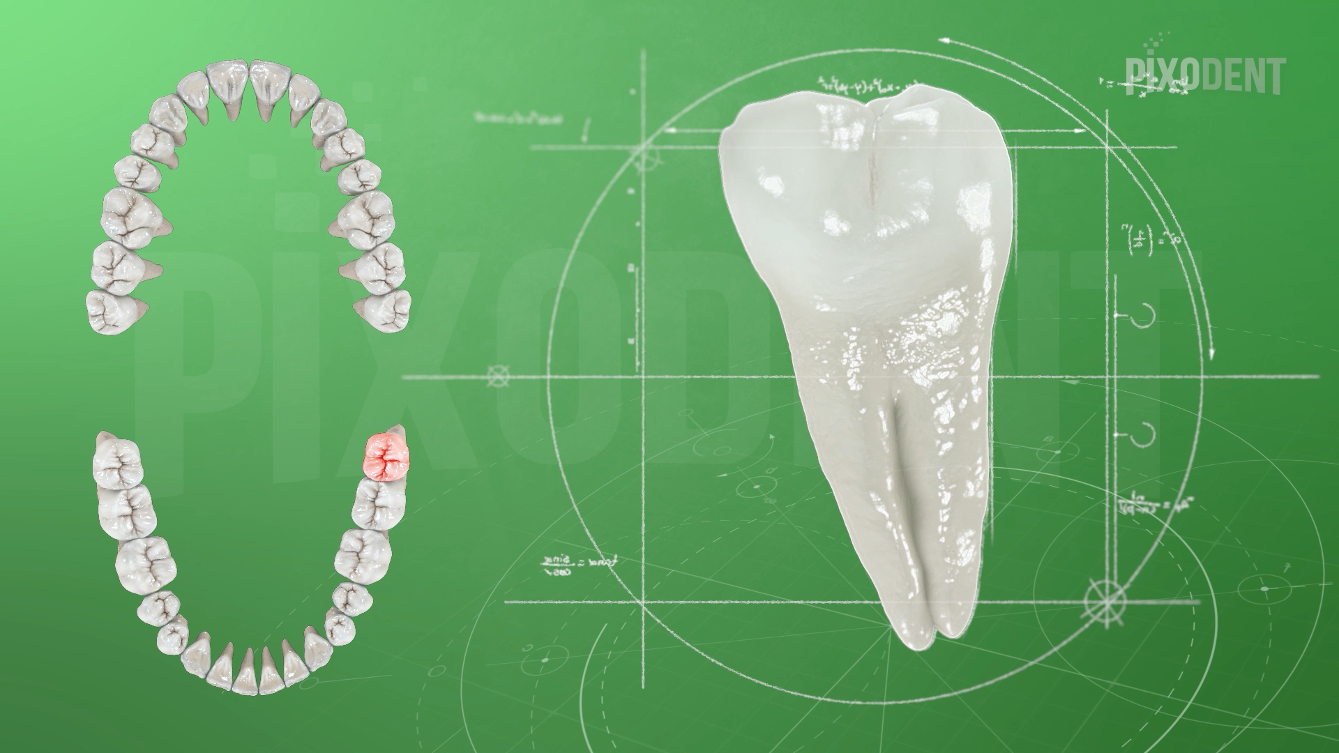 Morphology 38