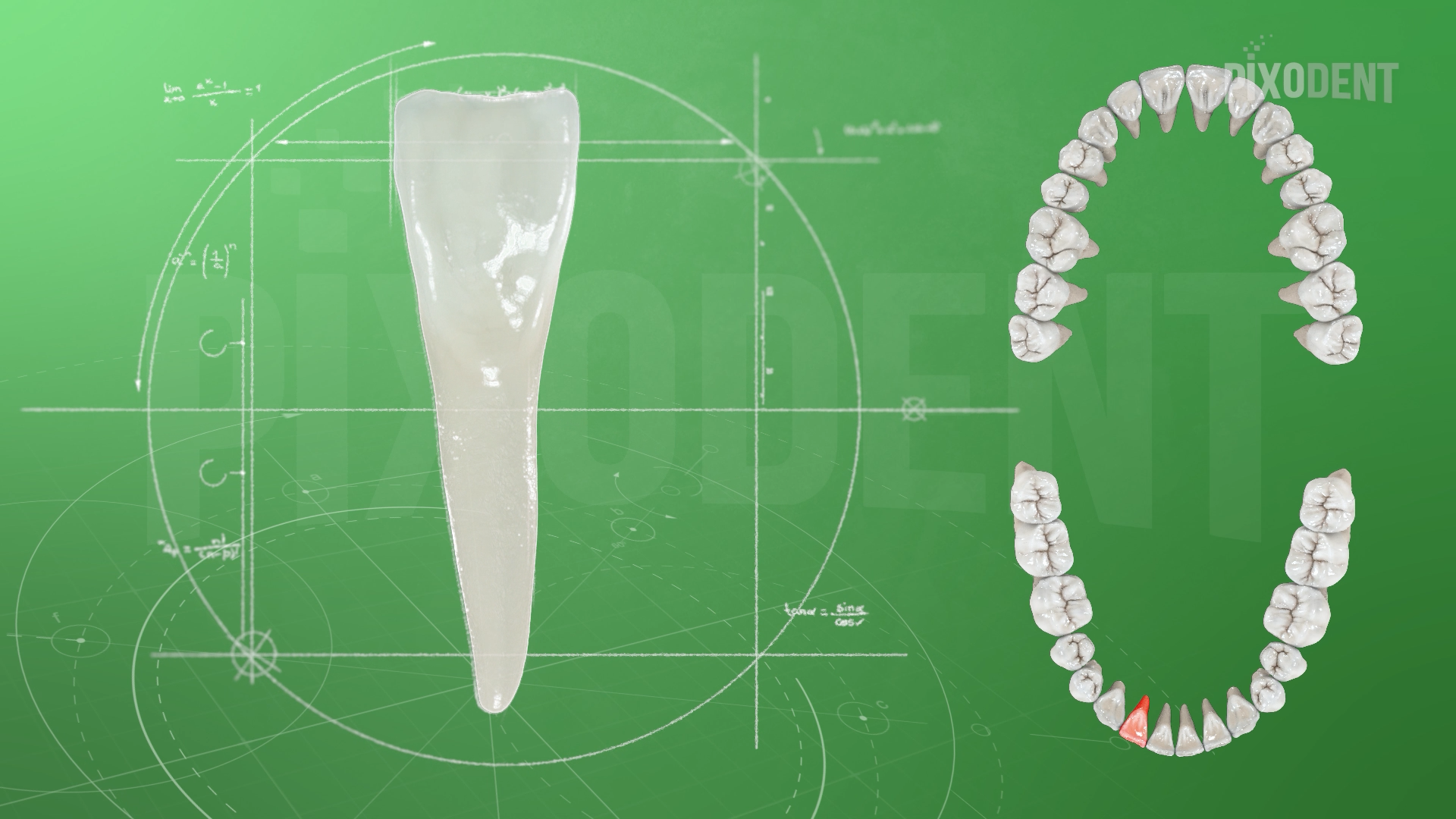 Morphology
