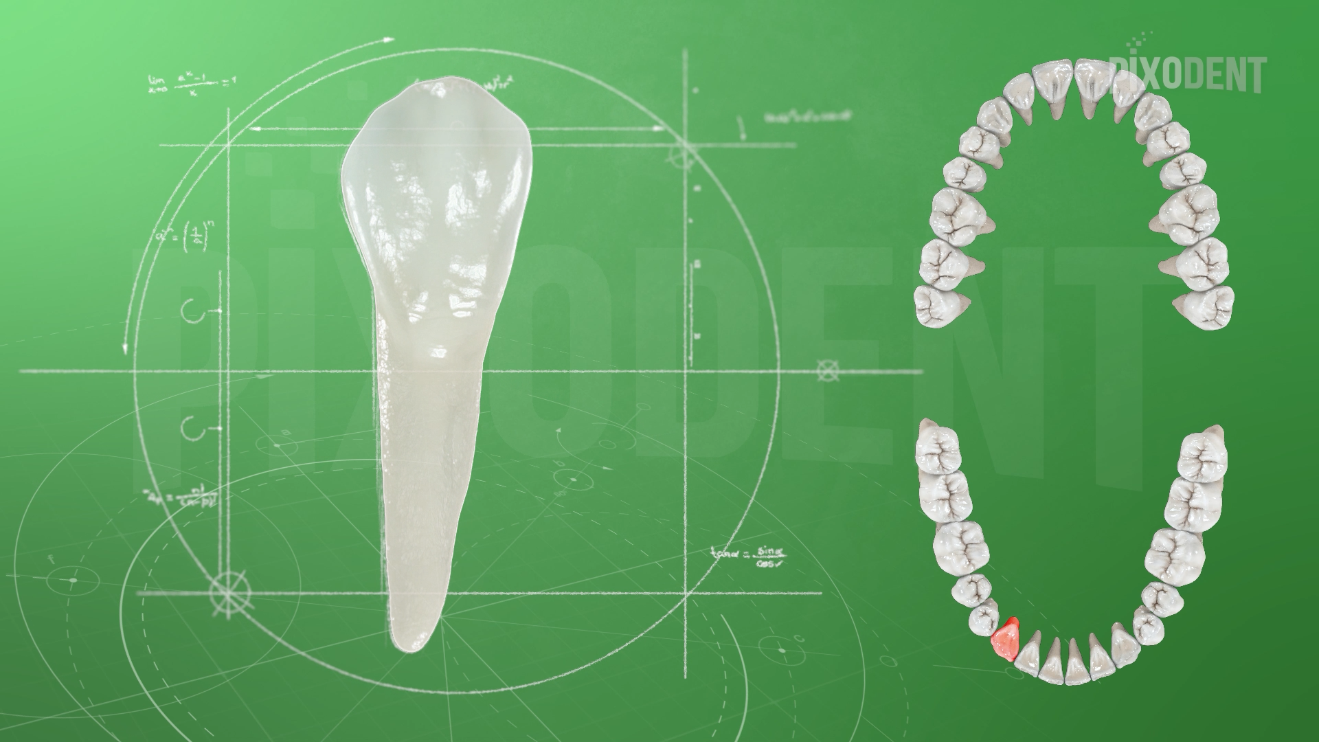 Morphology 43