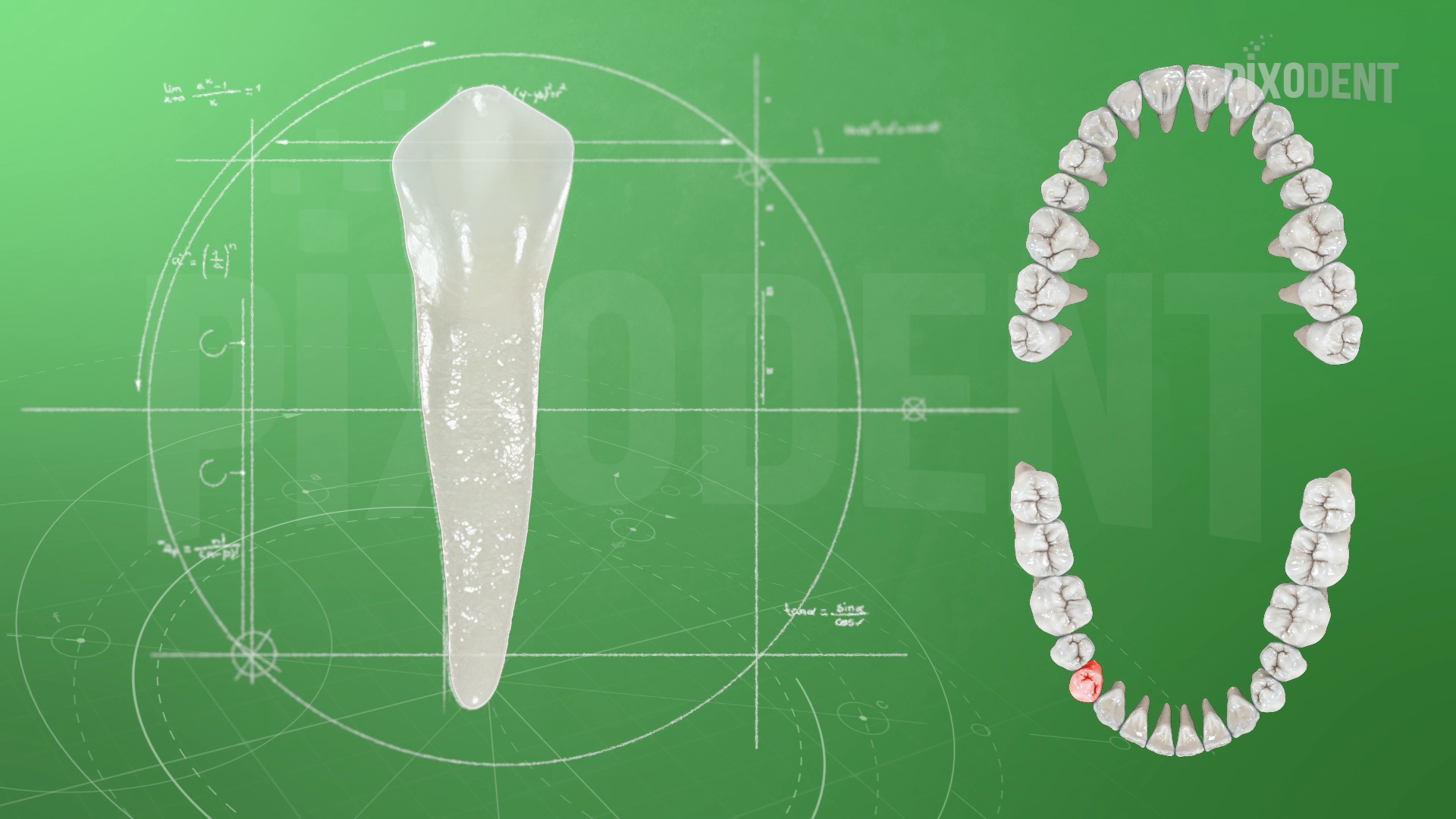 Morphology 44