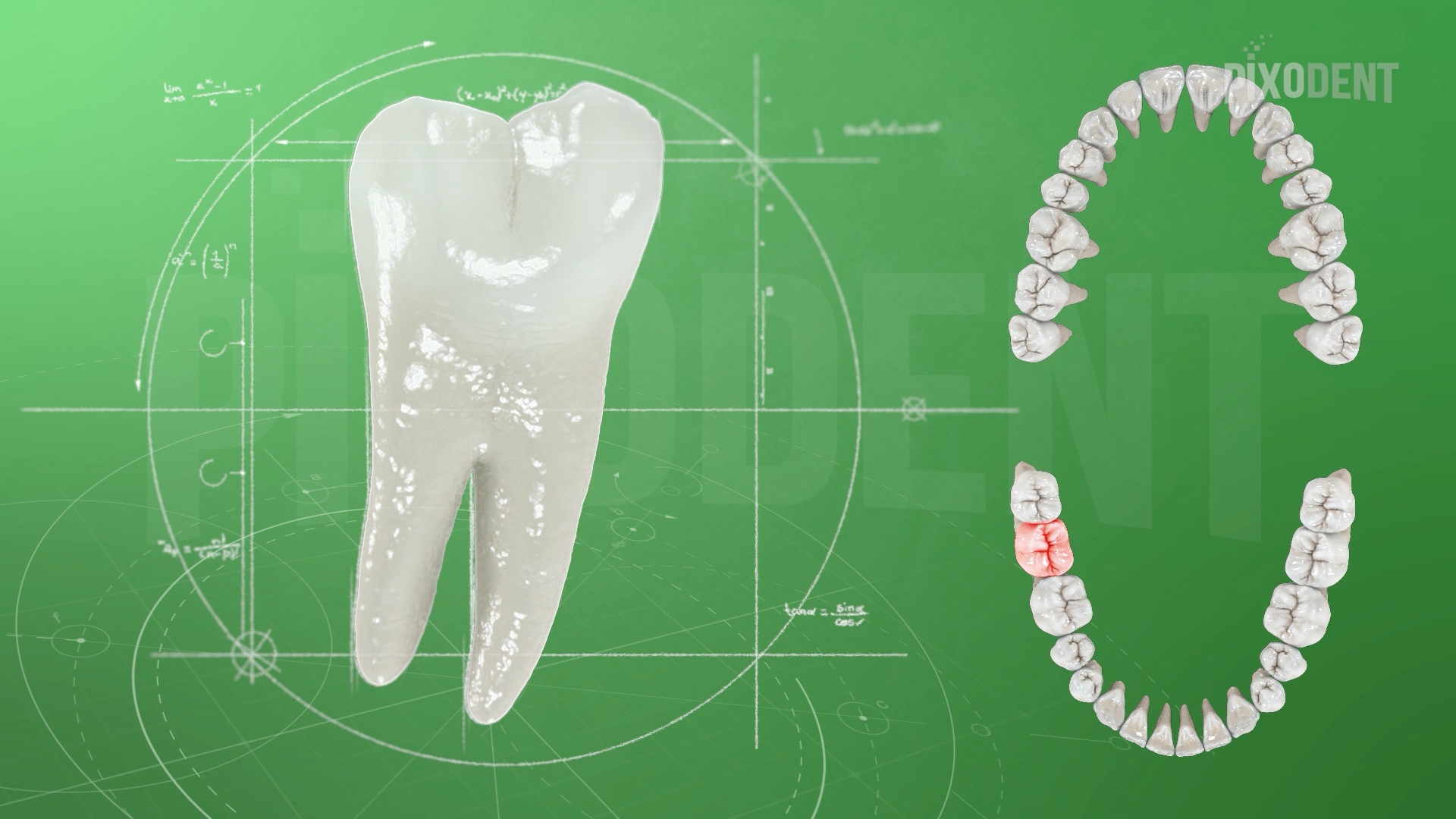 Morphology 47