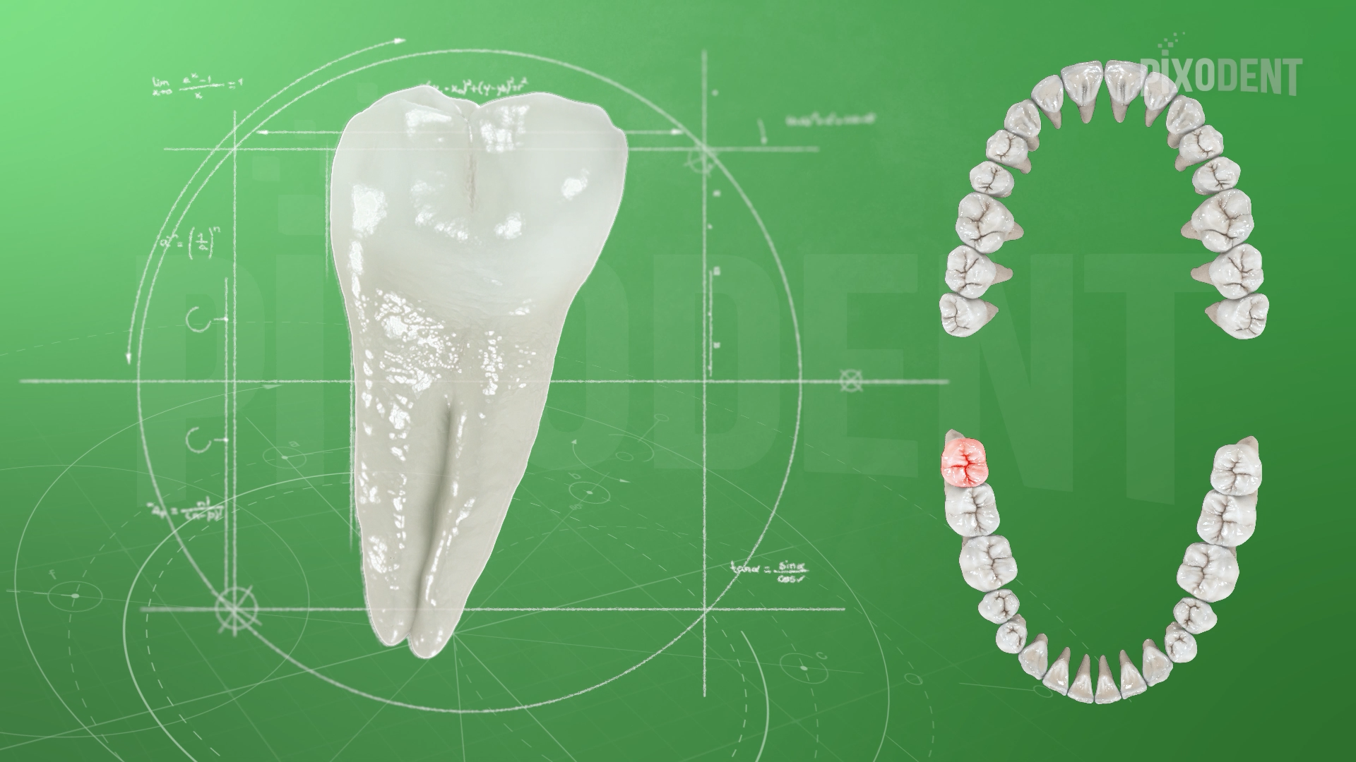 Morphology 48